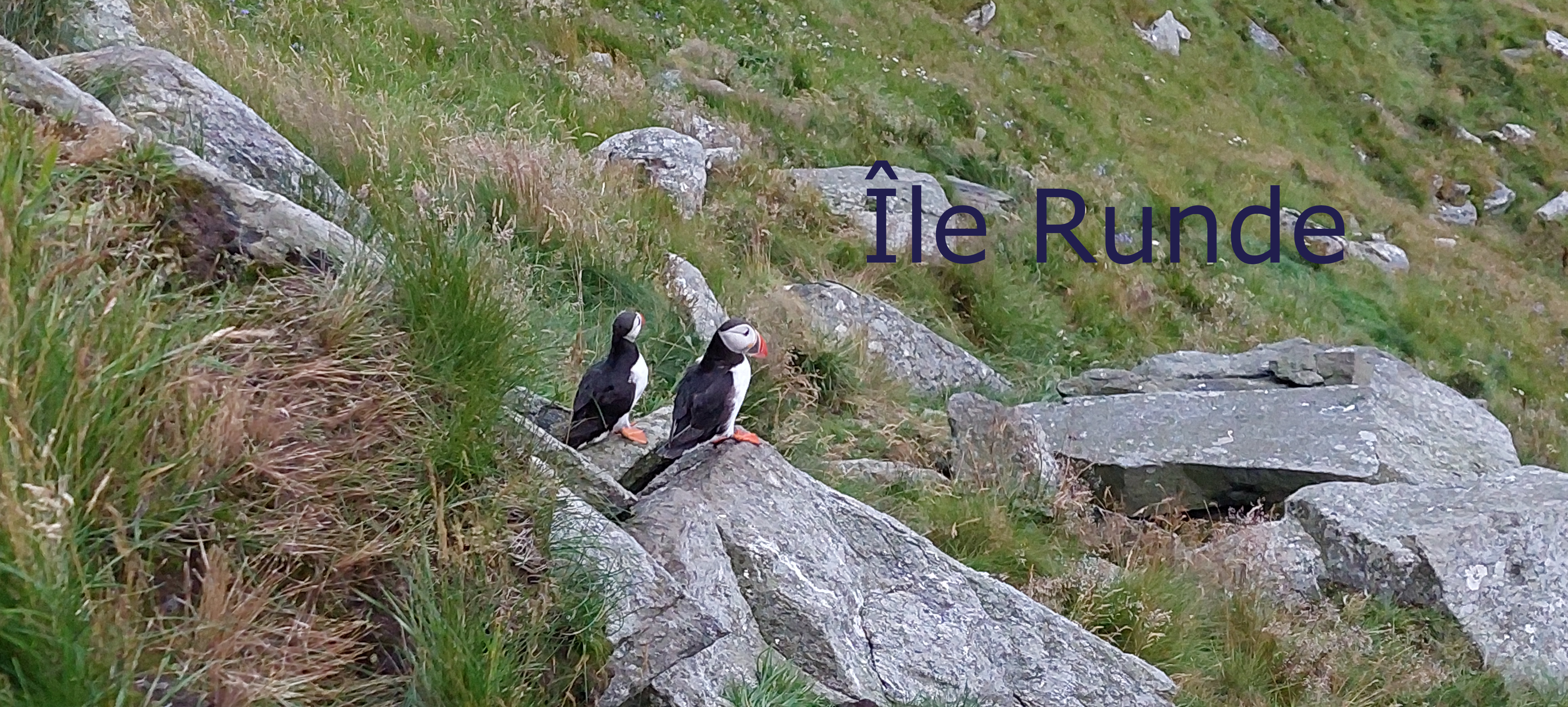 Île Runde, macareux, escalade, Norvège, voyage